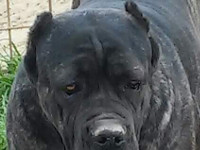 cane corso italian mastiff